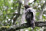 African Harrier-Hawkborder=